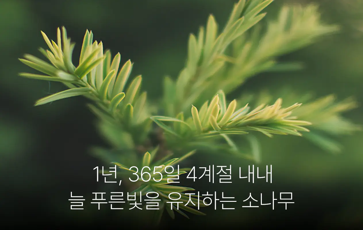 1년, 365일 4계절 내내 늘 푸른 빛을 유지하는 소나무