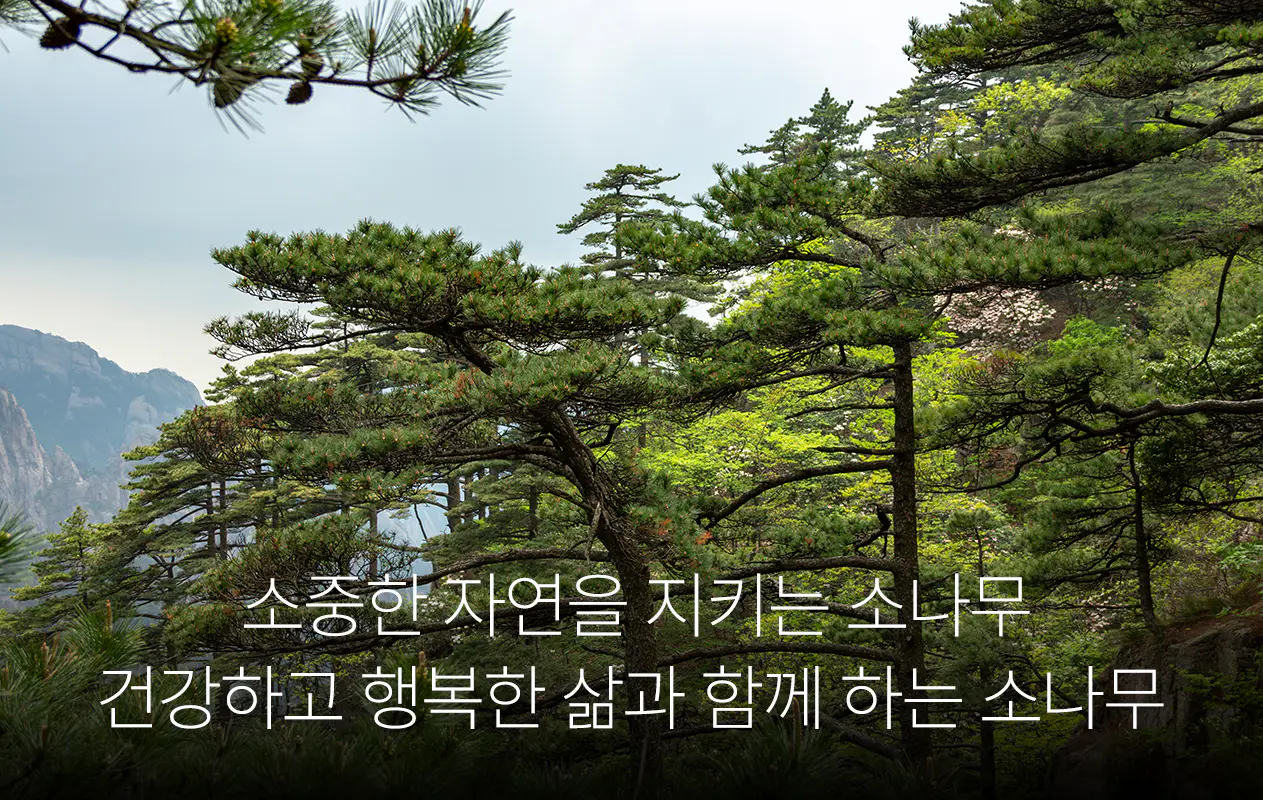 소중한 자연을 지키는 소나무 건강하고 행복한 삶과 함께 하는 소나무
